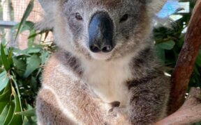 Nifty the Koala